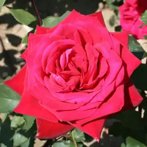 Rose 'Fragrant Cloud' - HT